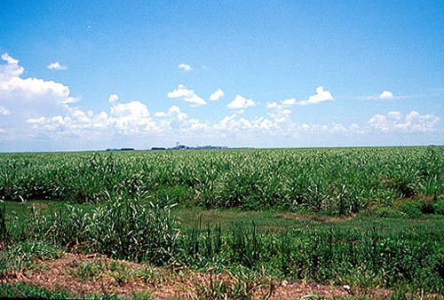 Sugar Cane Fields, Everglades Agricultural Area, near Lake Okeechobee 