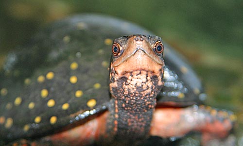 Spotted Turtle (Clemmys guttata)