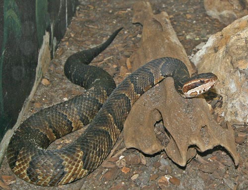 Cottonmouth Water Moccasin (Agkistrodon piscivorus)