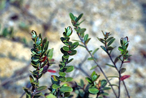 Young Cranberry Plants