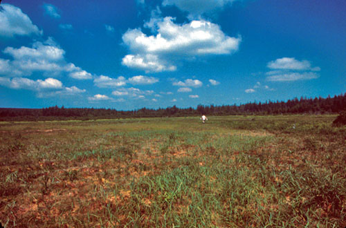 Singer Lake Bog, Ohio