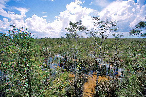 Dwarf Cypress, Everglades NP