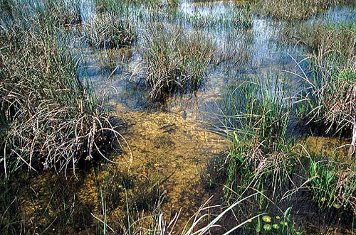 Slough  - Everglades National Park