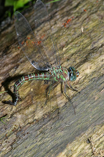 Swamp Darner - Epiaeschna heros