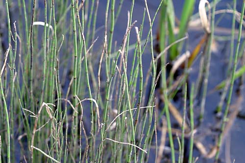 Horsetail, Equisetum sp.