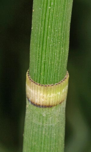 Horsetail, Equisetum sp.