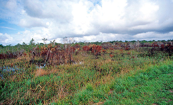 Burned Area - Everglades National Park