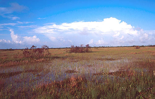 Burned Area - Everglades National Park