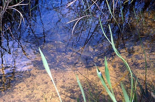 Slough  - Everglades National Park