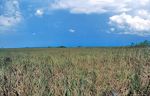 Saw-grass  (Cladium jamaicense),  Everglades National Park