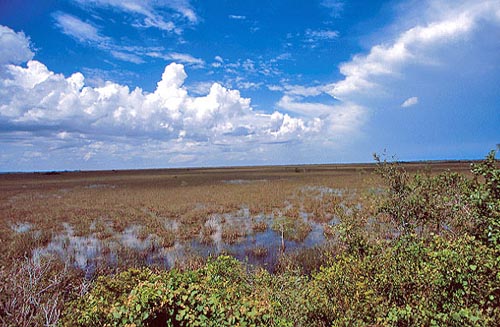 Burned Area - Everglades National Park