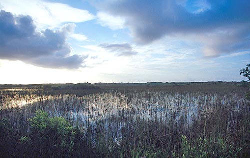 Salt Marsh - Everglades National Park