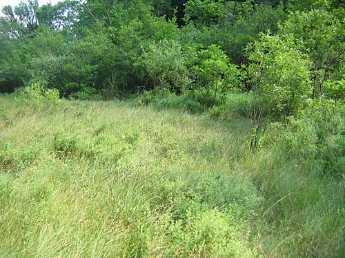 Jackson Bog Fen - Stark County, Ohio