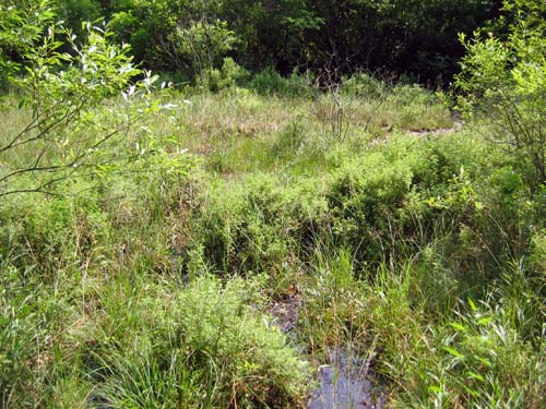 Jackson Bog Fen - Stark County, Ohio