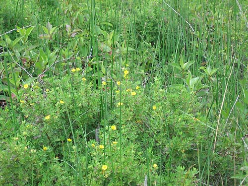 Potentilla fruticosa Shrubby Cinquefoil