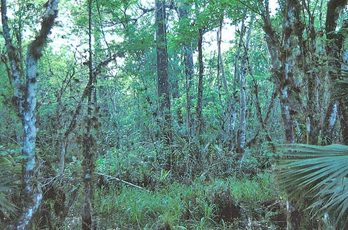 Fakahatchee Strand, Florida