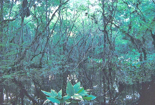 Fakahatchee Strand, Florida