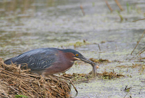 Green heron Butorides virescens