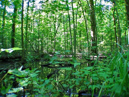 Maple Swamp - Ohio