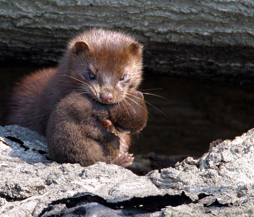 Mink (Mustela vison) with kit