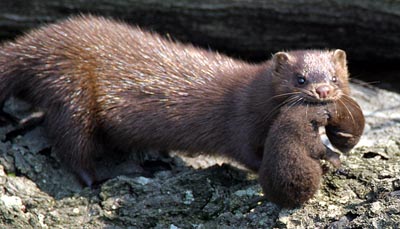 Mink (Mustela vison)