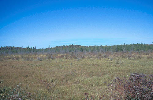 Bog - Minnesota