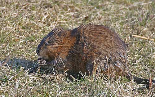 Muskrat (Ondatra zibethicus)