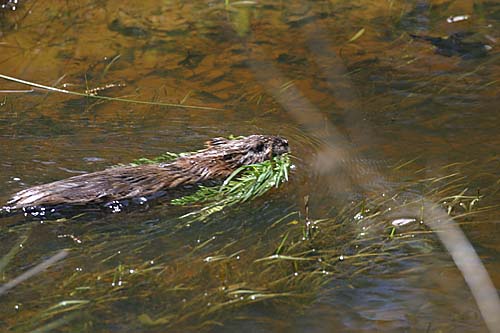 Muskrat (Ondatra zibethicus)