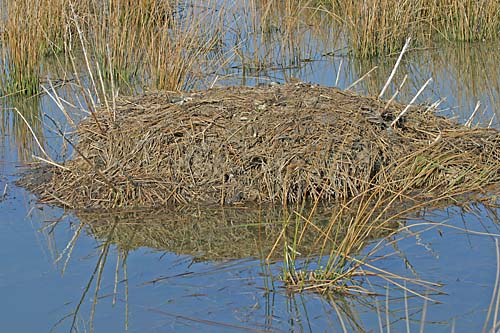 Muskrat Lodge (Ondatra zibethicus)