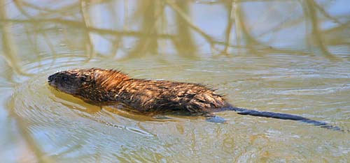 Muskrat (Ondatra zibethicus)