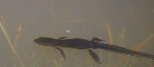 Eastern Newt, Notophthalmus viridescens, Adult