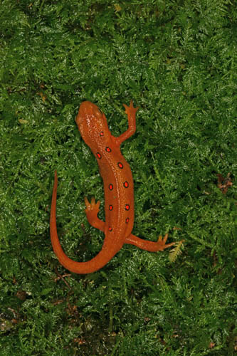 Eastern Newt, Notophthalmus viridescens, Red Eft Stage