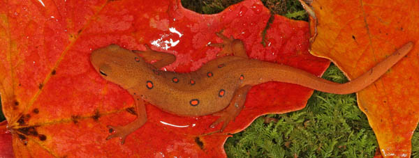 red-spotted newt (Notophthalmus viridescens)