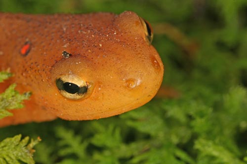 red-spotted newt (Notophthalmus viridescens)