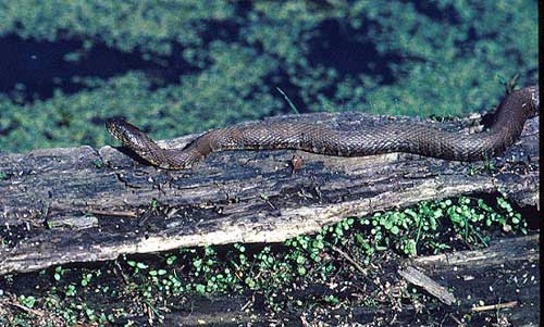 Northern Water Snake (Nerodia sipedon)