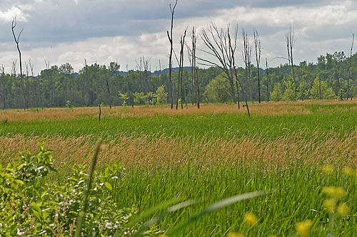 Killbuck Marsh, Ohio 