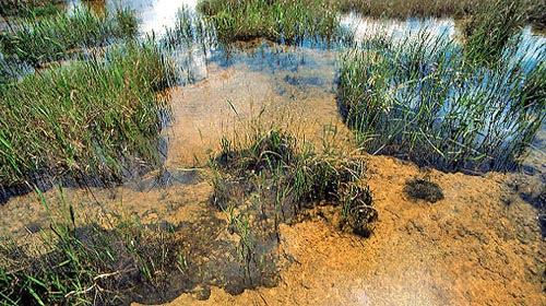 Slough  - Everglades National Park