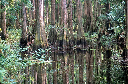 Cypress Swamp, Florida