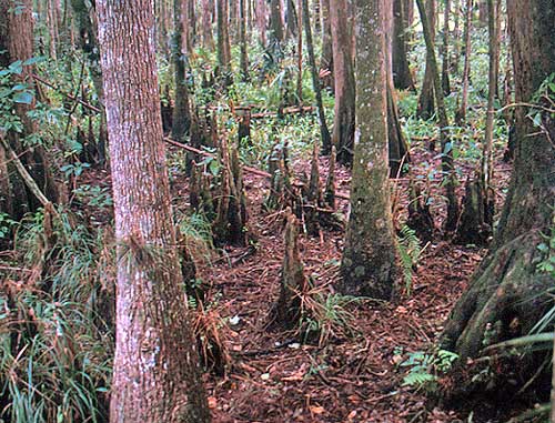 Cypress Swamp, Florida