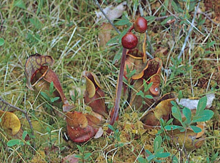 Pitcher Plant Sarracenia purpurea - Maine