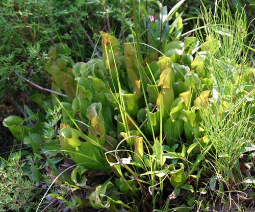 Pitcher Plant