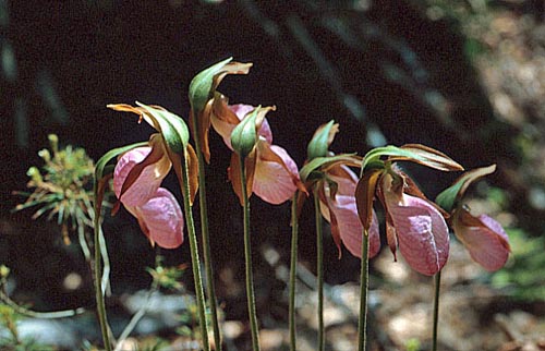 Pink Ladyslipper (Cypripedium acaule)