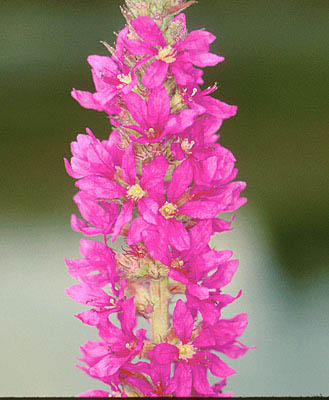 Purple Loosestrife (Lythrum salicaria)