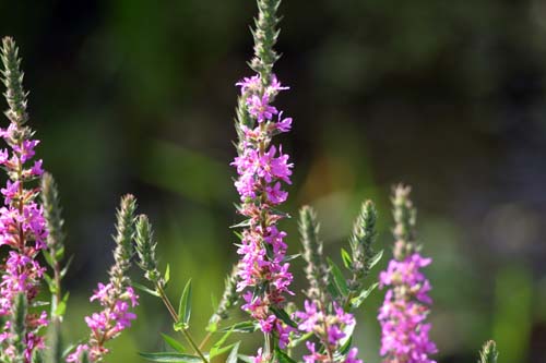 Purple Loosestrife (Lythrum salicaria)