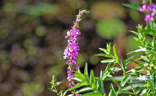 Purple Loosestrife (Lythrum salicaria)