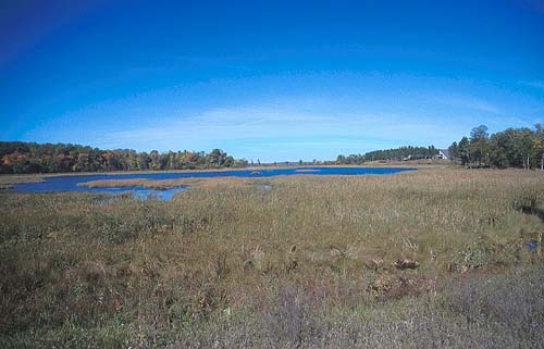 Bog - Minnesota