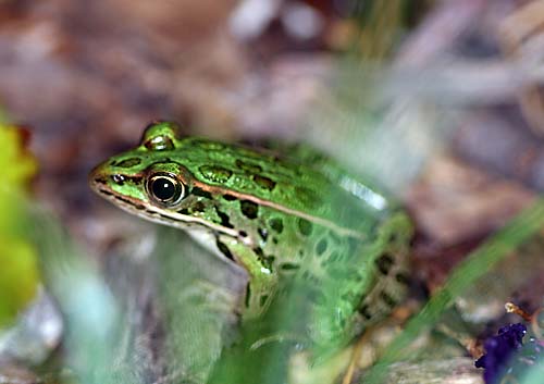 Northern Leopard Frog, Rana pipiens