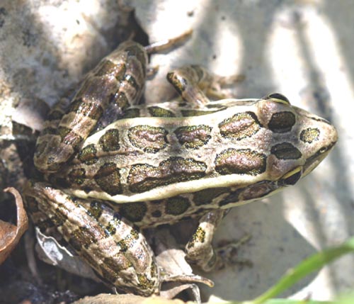 Northern Leopard Frog, Rana pipiens