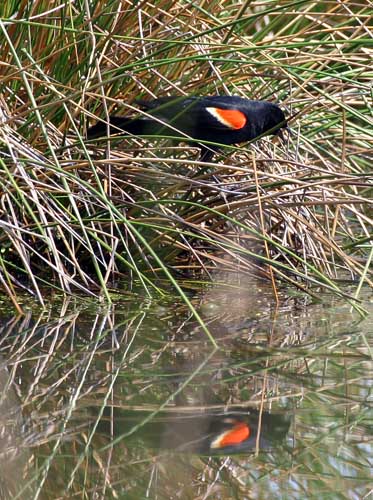 Red-winged Blackbird (Agelaius phoeniceus)