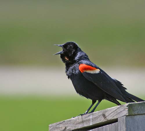 Red-winged Blackbird (Agelaius phoeniceus)